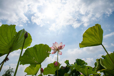 Low angle view of flowering plant against sky