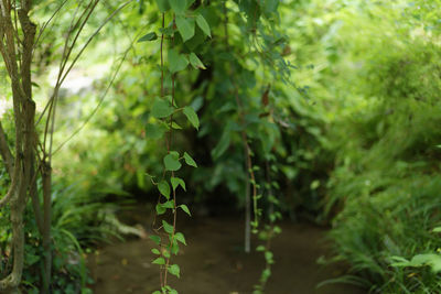 Close-up of fresh green plants in a forest