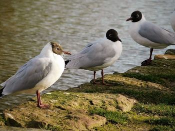 Meeting of black and white headed seagulls