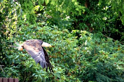 Bird flying in a sunlight