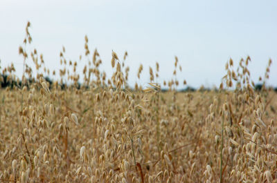 Wheat field against sky