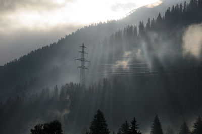 Low angle view of trees in forest against sky