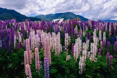 Purple flowering plants on field against sky