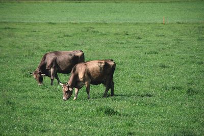 Horses grazing in grassy field