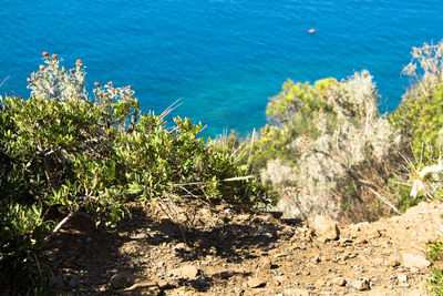 Close-up of plants against sea