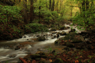 Stream flowing through rocks in forest