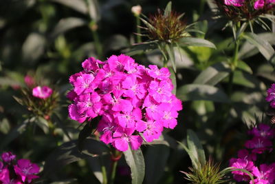 Close-up of pink flowering plant