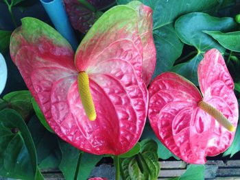 High angle view of pink flowering plant