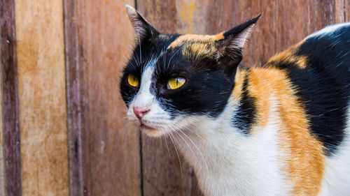 Close-up of cat standing by wood