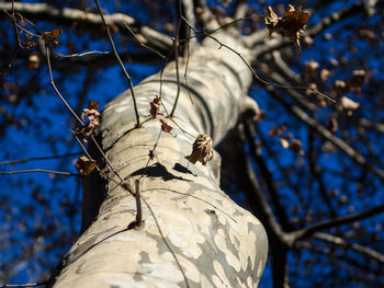 Low angle view of tree against sky