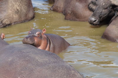 Baby hippo in the water with chin on adult hippo in murchison falls national park, uganda