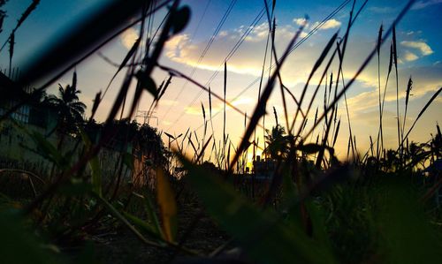 Silhouette plants growing on field against sky at sunset