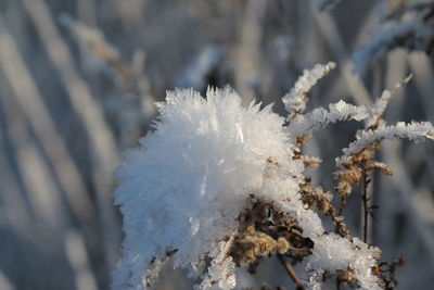 Close-up of snow covered tree