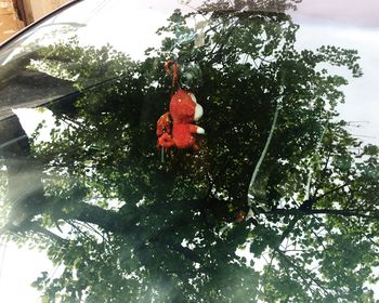 Close-up of horse against trees against sky