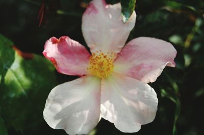 Close-up of pink flower growing outdoors