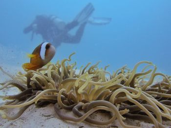 Clown fish by coral against person swimming in sea