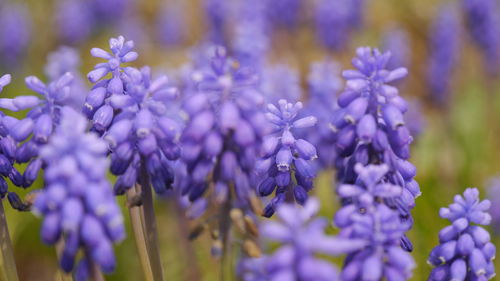 Close-up of purple flowering plants