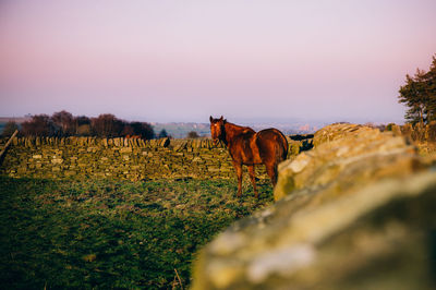 Horse standing on field against clear sky