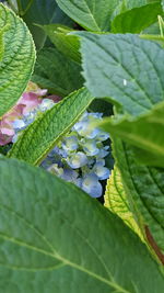 Close-up of flowers