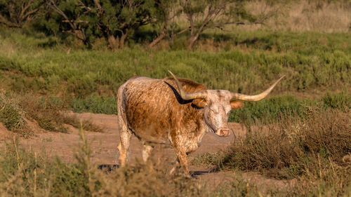 Longhorn cow walking slowly after a long day