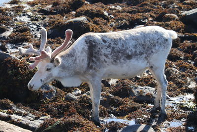 Reindeer norway