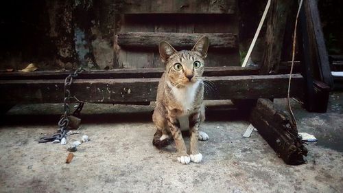 Portrait of cat sitting outdoors