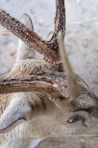 Close-up of deer