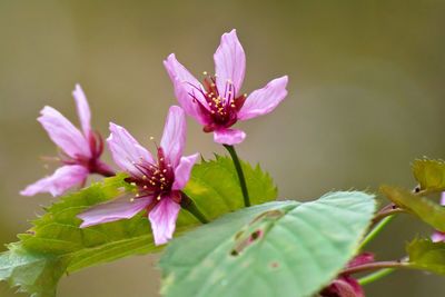 Close-up of pink flowers blooming outdoors