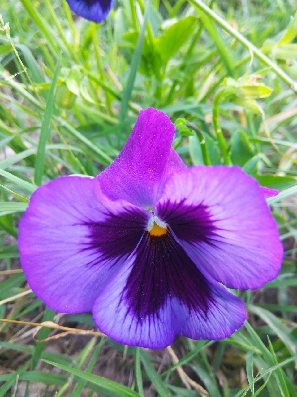 CLOSE-UP OF PURPLE CROCUS FLOWER GROWING IN FIELD