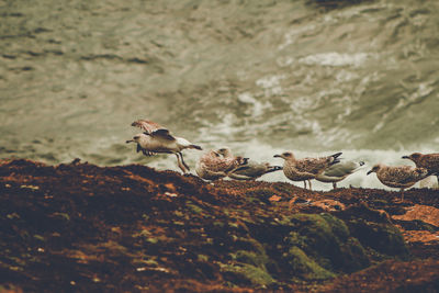 High angle view of bird perching on rock