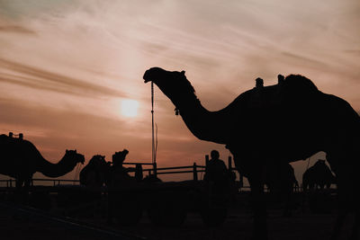 Silhouette of people with horses on beach during sunset