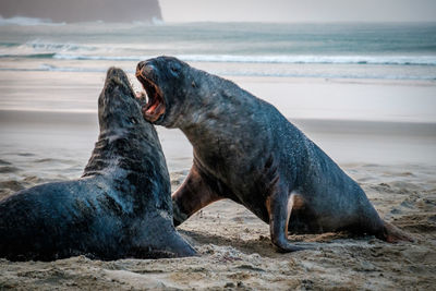 Sea lions fighting on the beach, south of dunedin, new zealand