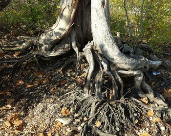 Full frame shot of tree