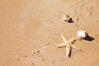 High angle view of shell on beach