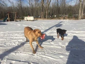 Dogs walking on snow covered landscape