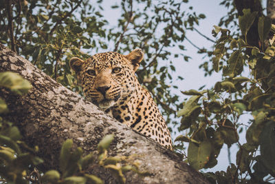 Low angle view of cat on tree