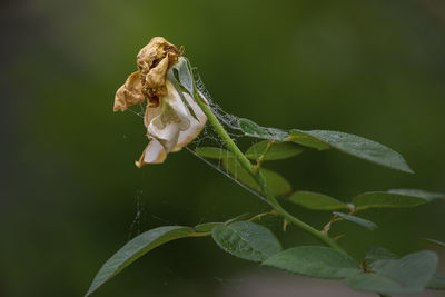 Close-up of spider web on dried flower