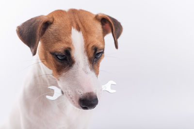 Close-up of a dog over white background