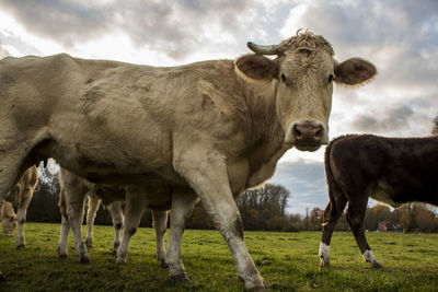 Cows standing on field against sky