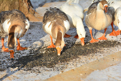 Geese feeding seeds on snowy field