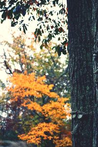 Close-up of tree trunk during autumn