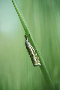 Close-up of insect on grass