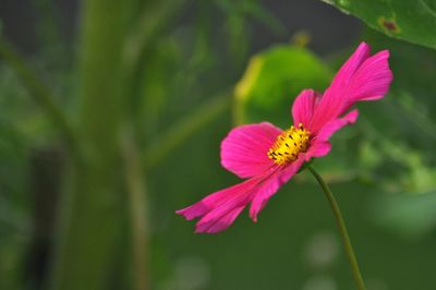 Close-up of pink flower