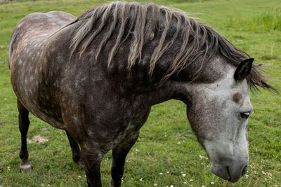 Horse grazing in a field