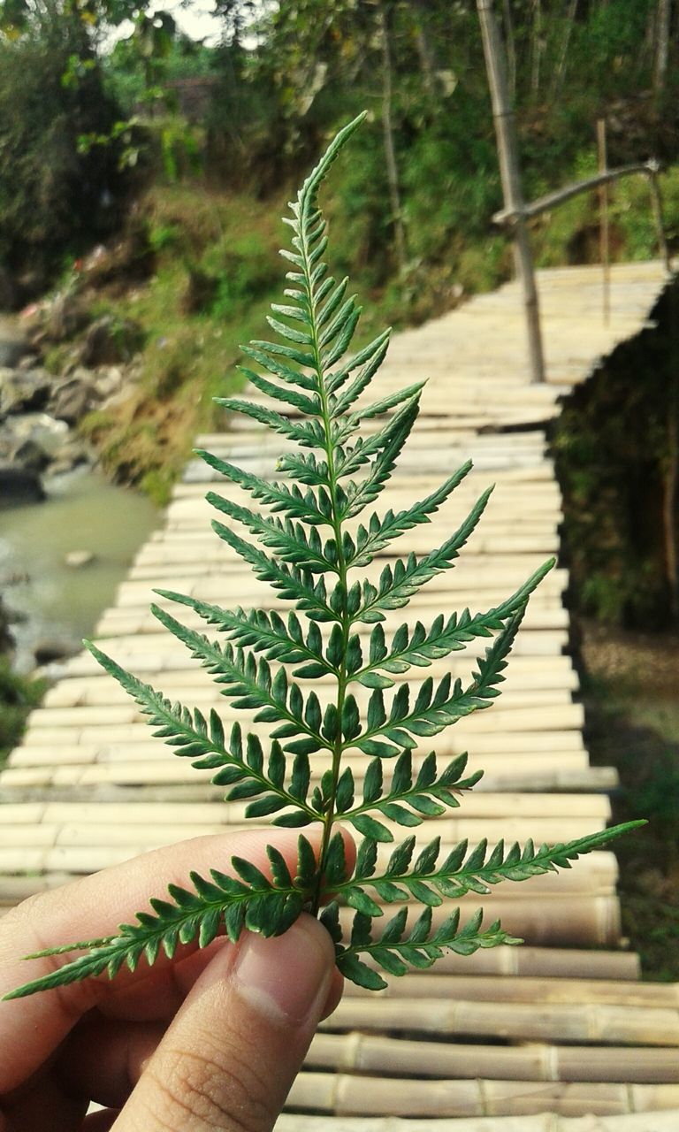 person, cropped, holding, part of, leisure activity, lifestyles, plant, focus on foreground, personal perspective, green color, outdoors, day, nature, growth, human finger, green, spiked, tranquility