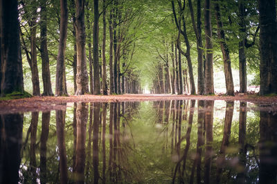 Reflection of trees in lake