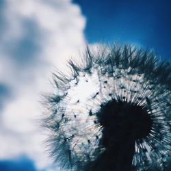 Close-up of dandelion against the sky