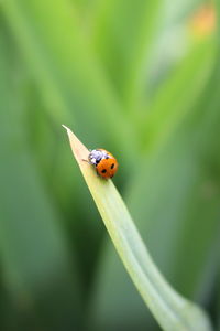 Close-up of ladybug on leaf