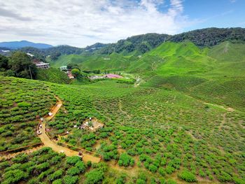 Scenic view of cameron highland tea farm