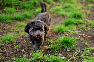 Dog walking on grass